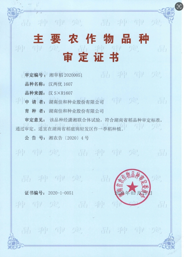 迟熟中稻——汉两优1607