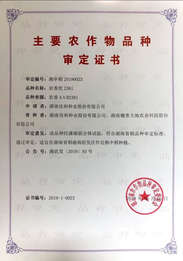 迟熟中稻——农香优2381